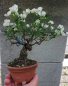 Preview: Bonsai - Jap. Rose, Rosa Komachi Shohin
