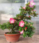 Preview: Bonsai - Jap. Satsuki Azalee, Murasaki