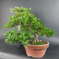 Preview: Bonsai - Jap. Satsuki Azalee, Murasaki
