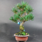 Preview: Bonsai - Mädchenkiefer, Pinus Pentaphylla, Kokonoe, Shohin, Japan