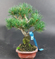 Preview: Bonsai - Mädchenkiefer, Pinus Pentaphylla, Kokonoe, Shohin, Japan