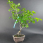 Preview: Bonsai - Diospyros Kaki, female