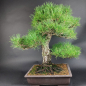 Preview: Bonsai - Japanese Black Pine, Pinus Thunbergii