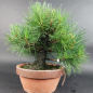 Preview: Bonsai - Pinus Thunbergii, Schwarzkiefer, Japan