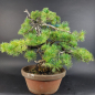Preview: Bonsai - Mädchenkiefer, Pinus Pentaphylla, Japan