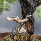 Preview: Bonsai - Mädchenkiefer, Pinus Pentaphylla, Japan
