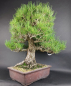 Preview: Bonsai - Schwarzkiefer, Pinus Thunbergii, Japan