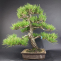 Preview: Bonsai - Schwarzkiefer, Pinus Thunbergii, Japan