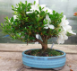 Preview: Bonsai - Japanese Satsuki Azalea, Akemi-no-Tsuki, Shohin