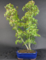 Preview: Bonsai - Fächerahorn, Acer Palmatum Yukihime