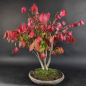 Preview: Bonsai - Euonymus alatus