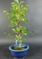 Preview: Bonsai - Jap. Schneeglöckchen, Styrax Japonica