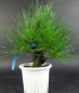 Preview: Bonsai - Pinus Thunbergii Corticosa, Schwarzkiefer, Japan