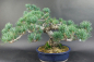 Preview: Bonsai - Mädchenkiefer, Pinus Pentaphylla, Japan