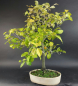 Preview: Bonsai - Diospyros Kaki, Weiblich