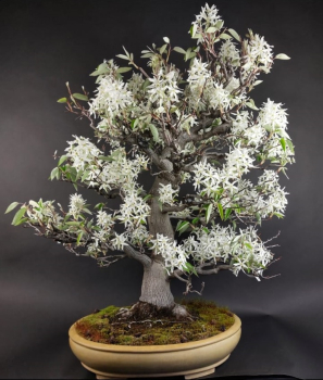 Bonsai - Felsenbirne, Amelanchier asiatica