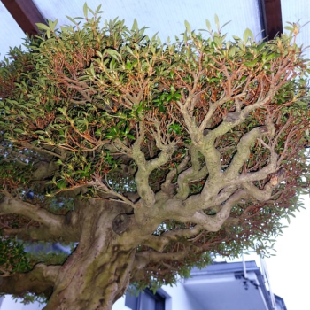Bonsai - Japanese Satsuki Azalea, Kinsai