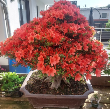 Preview: Bonsai - Jap. Satsuki Azalee, Kinsai