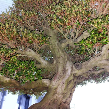 Preview: Bonsai - Jap. Satsuki Azalee, Kinsai