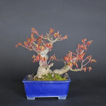 Bonsai - Fächerahorn, Acer Palmatum, Shohin