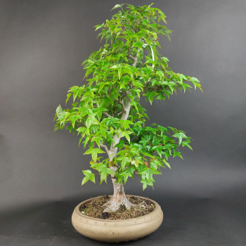 Bonsai - Dreispitzahorn, Acer Buergerianum