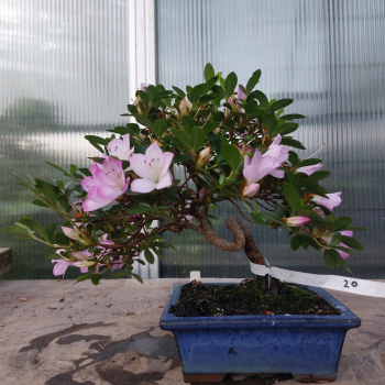 Bonsai - Jap. Satsuki Azalee, Murasakisuisho