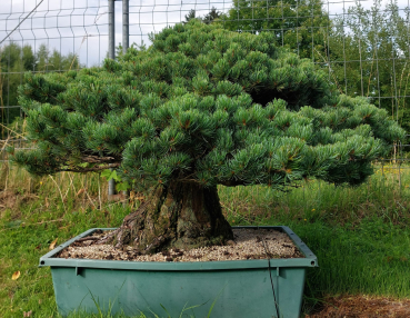 Gartenbonsai, Niwaki - Mädchenkiefer, Pinus Pentaphylla