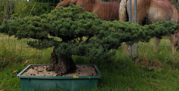 Gartenbonsai, Niwaki - Mädchenkiefer, Pinus Pentaphylla