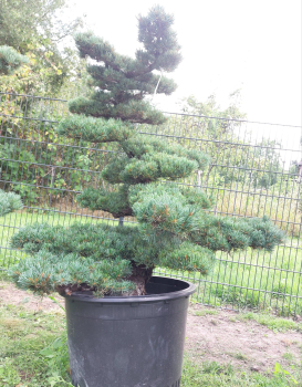 Gartenbonsai, Niwaki - Mädchenkiefer, Pinus Pentaphylla
