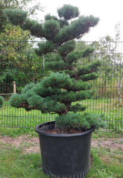 Gartenbonsai, Niwaki - Mädchenkiefer, Pinus Pentaphylla