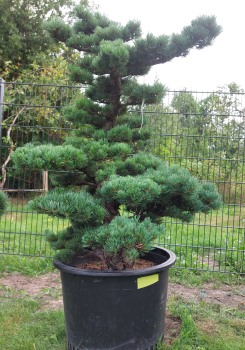 Gartenbonsai, Niwaki - Mädchenkiefer, Pinus Pentaphylla