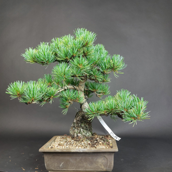 Bonsai - Mädchenkiefer, Pinus Pentaphylla, Japan