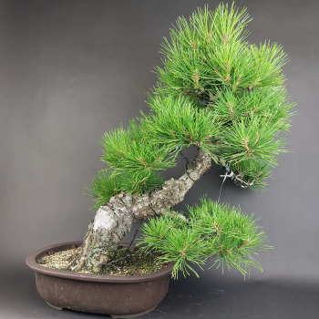 Bonsai - Schwarzkiefer, Pinus Thunbergii, Japan