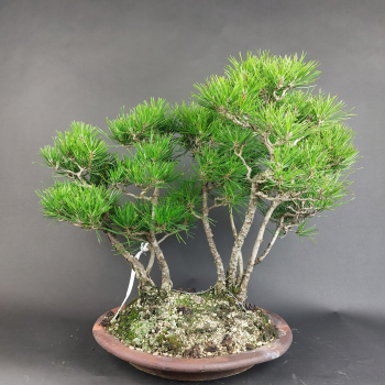 Bonsai - Schwarzkiefer, Pinus Thunbergii Forest, Japan