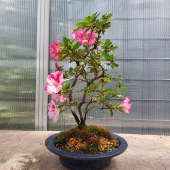Bonsai - Jap. Satsuki Azalee, Kobai Camouflage, Rarität