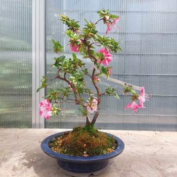 Bonsai - Jap. Satsuki Azalee, Kobai Camouflage, Rarität