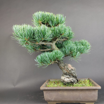 Bonsai - Mädchenkiefer, Pinus Pentaphylla, Japan