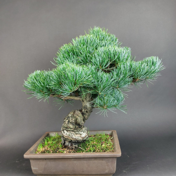 Bonsai - Mädchenkiefer, Pinus Pentaphylla, Japan