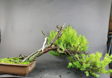 Bonsai - Jap. Eibe, Taxus Cuspidata