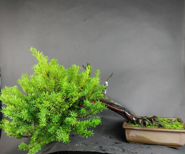 Bonsai - Jap. Eibe, Taxus Cuspidata