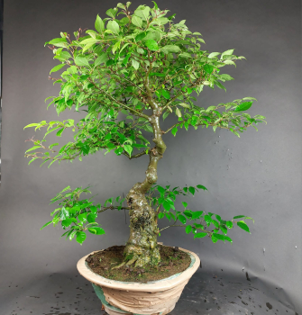 Bonsai - Ilex Serrata, Jap. Winterbeere, weiblich