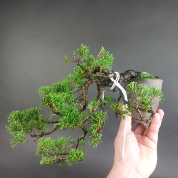 Bonsai - Wacholder, Juniperus Chinensis, Japan