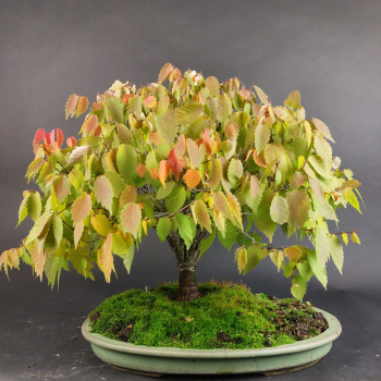 Bonsai - Zelkova Serrata