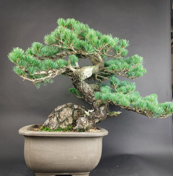 Bonsai - Mädchenkiefer, Pinus Pentaphylla, Japan