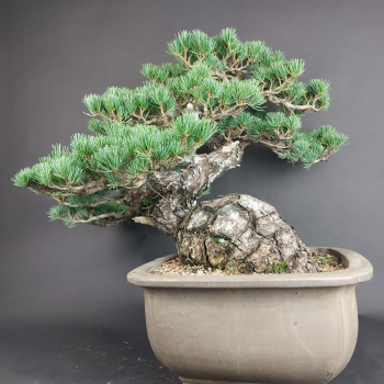 Bonsai - Mädchenkiefer, Pinus Pentaphylla, Japan