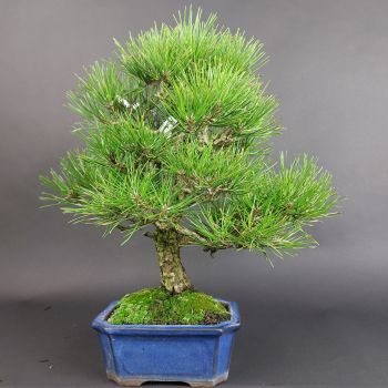 Bonsai - Schwarzkiefer, Pinus Thunbergii, Japan