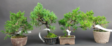 Bonsai - Wacholder, Juniperus Chinensis, Japan, Preis pro Stück/Pflanze
