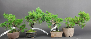 Bonsai - Wacholder, Juniperus Chinensis, Japan, Preis pro Stück/Pflanze