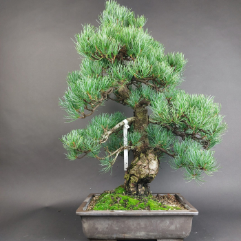 Bonsai - Mädchenkiefer, Pinus Pentaphylla, Japan