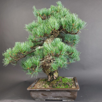 Bonsai - Mädchenkiefer, Pinus Pentaphylla, Japan